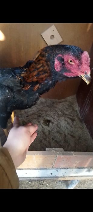 Жожа хороз сотилади