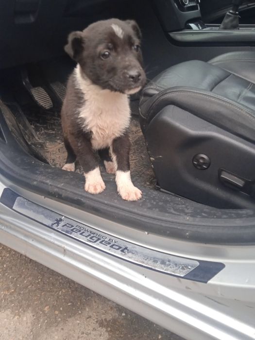 Donez cățelus metis