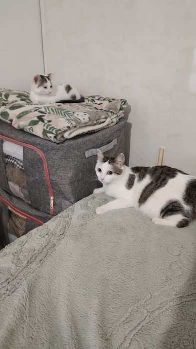 Ищем для котенка надёжных, добрых, заботливых родителей.