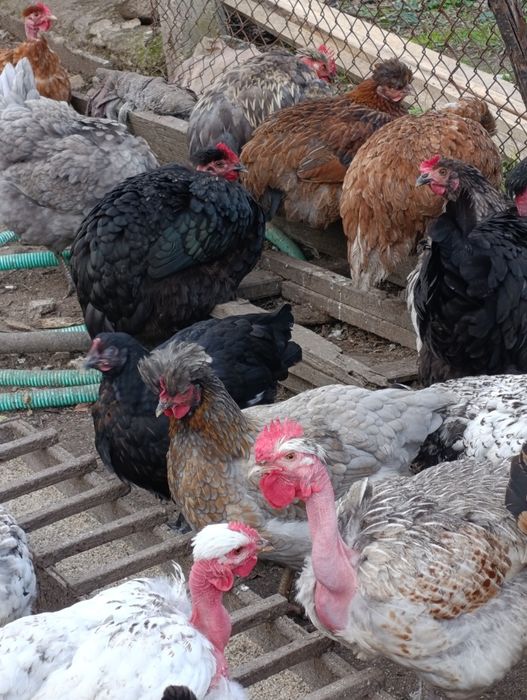 Яйца за люпене от светъл съсекс, голошийки и качулати