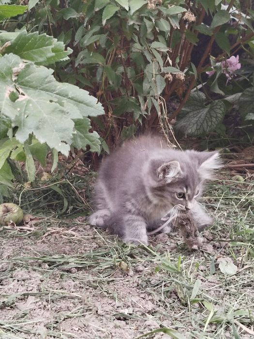 Бесплатно отдам котёнка