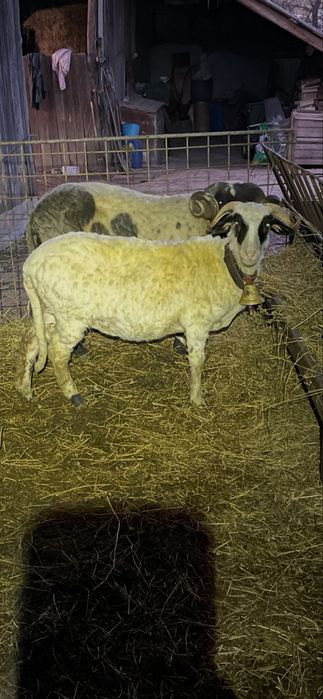 Noatină din oaie bună