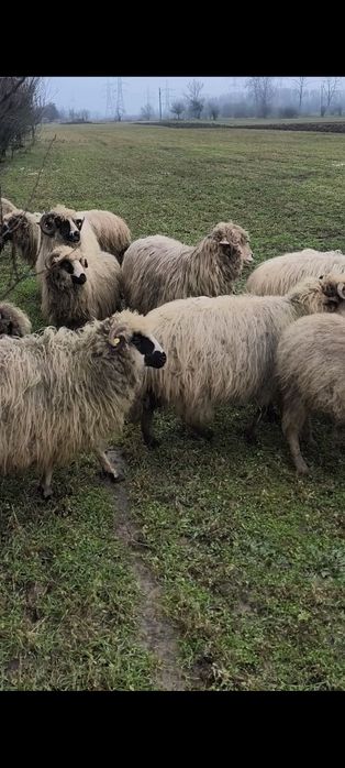 Vând 35 de oi de rasa