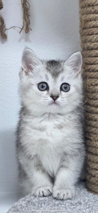 Котенок Скоттиш страйт