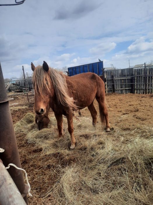 2 кобылки. 5-6 лет