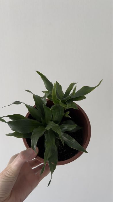 Драцена кампакта