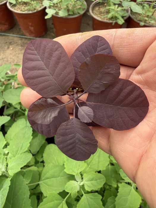 скумпия ‘atropurpureum’ kochati