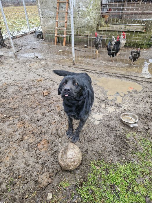 Donație câine labrador negru