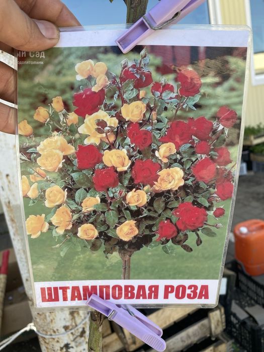 Декороиивные деревья