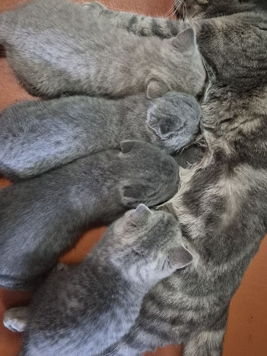Продам шотландских котят