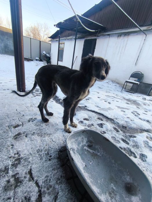 Продаю тазы 4 месяце д вочка