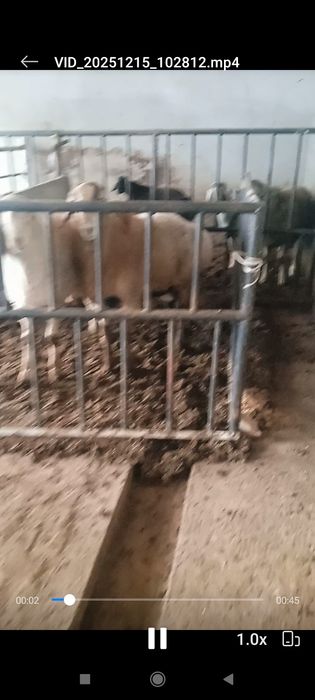 Xisor qoylar 2 tish4 tishga yaqnlashgan