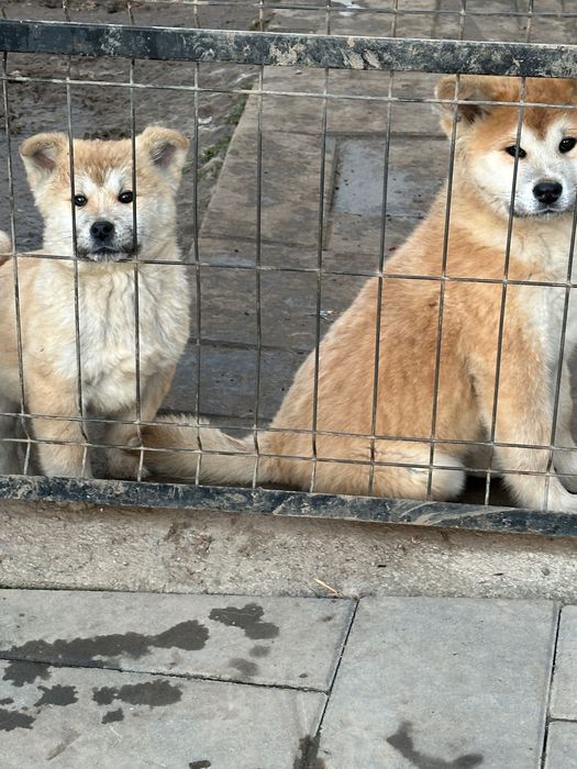 Puiuți Akita inu japonez