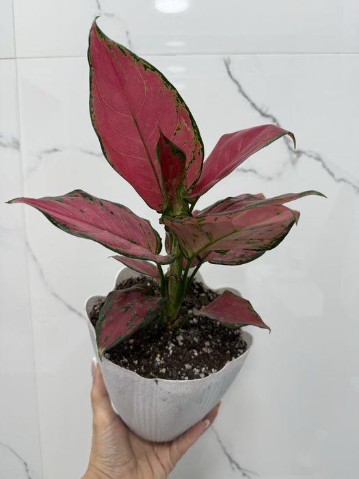 Анлаонема красная