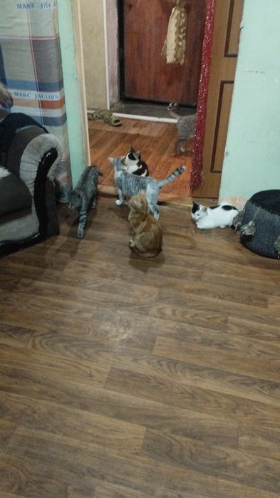 Кошки в добрые руки