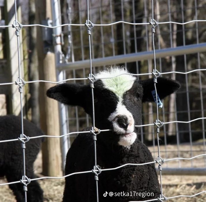 Сетка шарнирная, чабанка, рабица