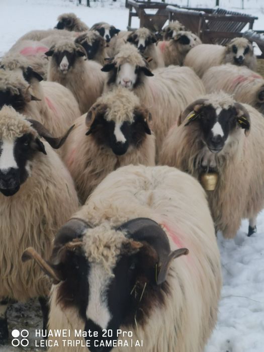 Vând oi breze 30 buc