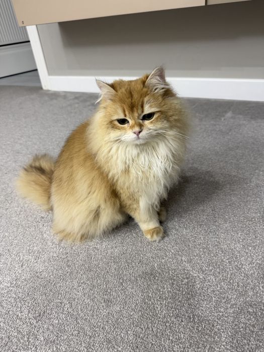 Золотая шиншила британский котенок срочно продается