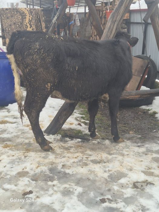 De vânzare vitica 7 luni