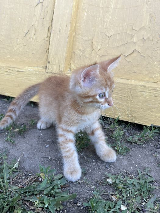 Отдам Кота Бесплатно