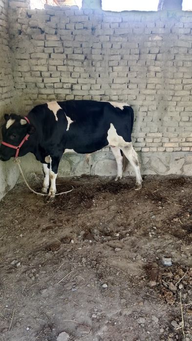 Tezda sotiladi Parodali buqa