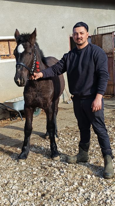 De vânzare mânză! În vârstă de 9 luni