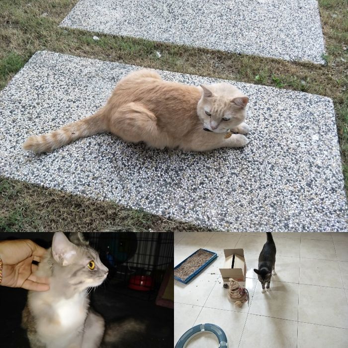 Pet Sitter Galati  Plimb caini, gazduiesc caini ,  pisici , pasari, rozatoare, soparle