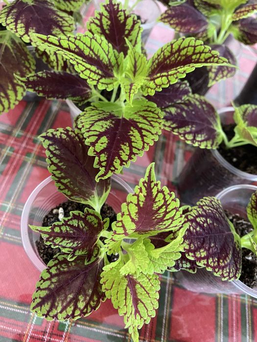 Продам Колеус необычный цветок