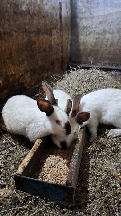 Кроллы и кролихи