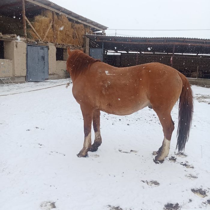 Соғым Айғыр сатылады