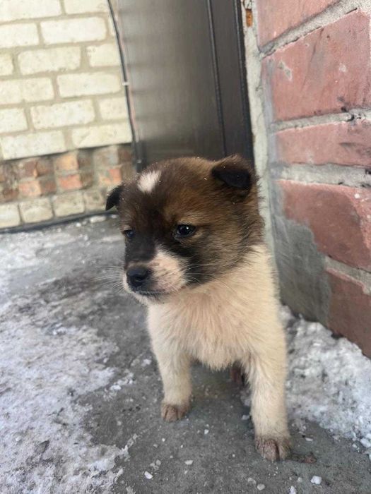 Отдам щенков 2 месяца