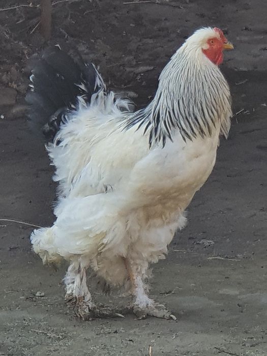Braman  sotiladi