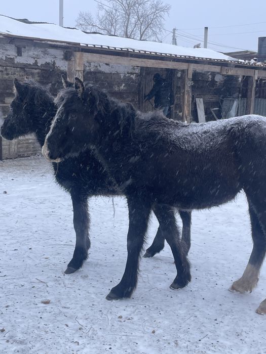 Продаются два жабагы мальчики