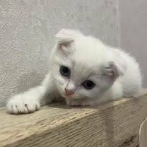 Шотландский котёнок девочка