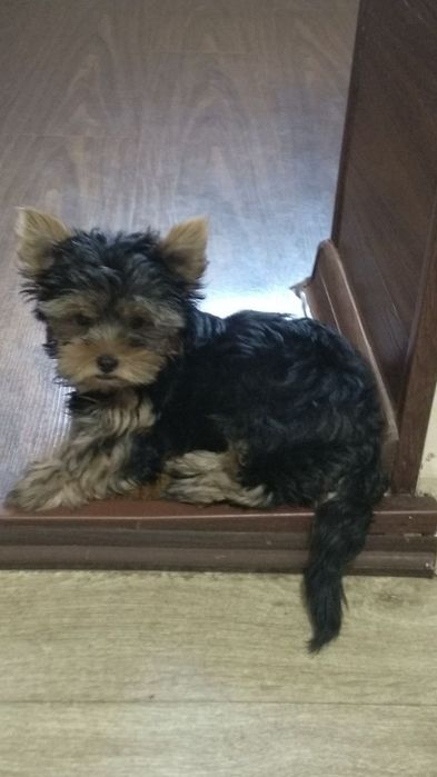 Йоркширские терьеры