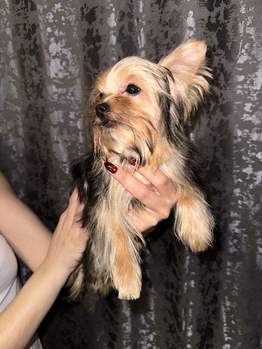 Щенок Йорширского терьера