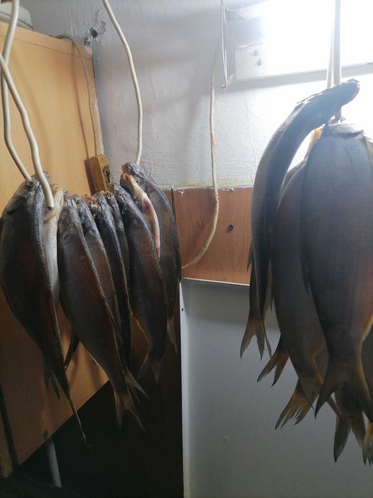 Продам сушёную рыбу ребец