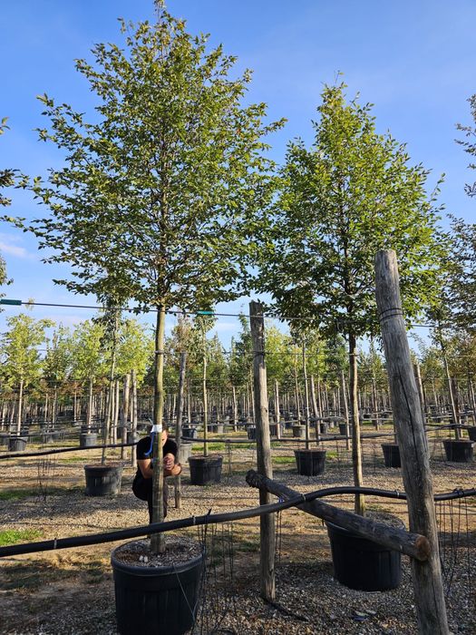 Carpinus piramidal cub toate dimensiunile