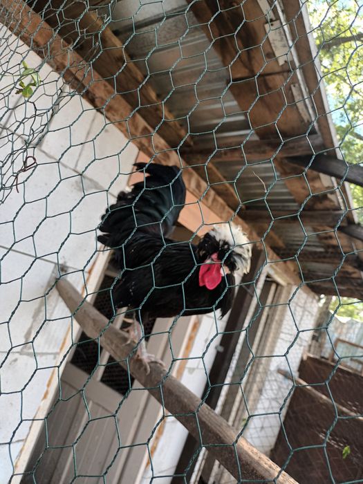 Vând cocoși motata olandeza