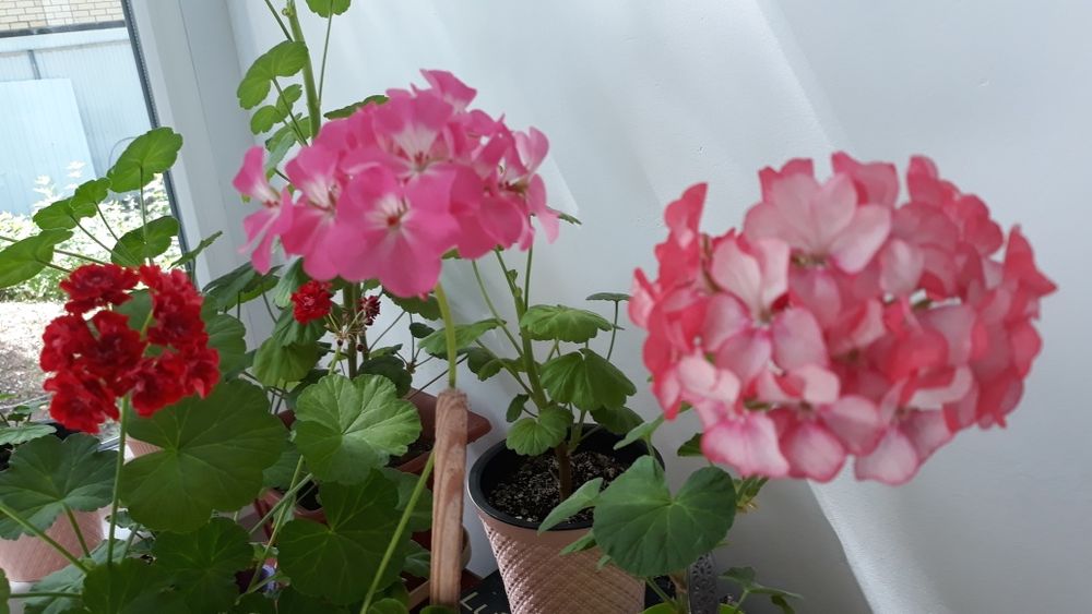 Домашние цветы. Герань