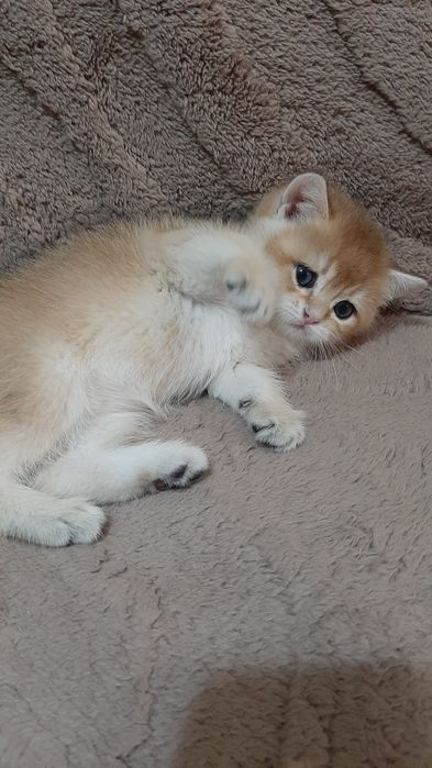 Золотая шиншилла, мальчик