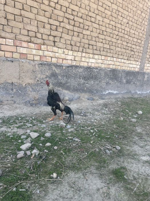 7 oylik joʻja urushmagan hali