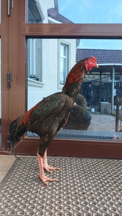 Продам бойцового петуха молодой