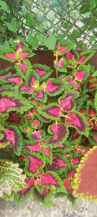 Продам  цветы колиусы