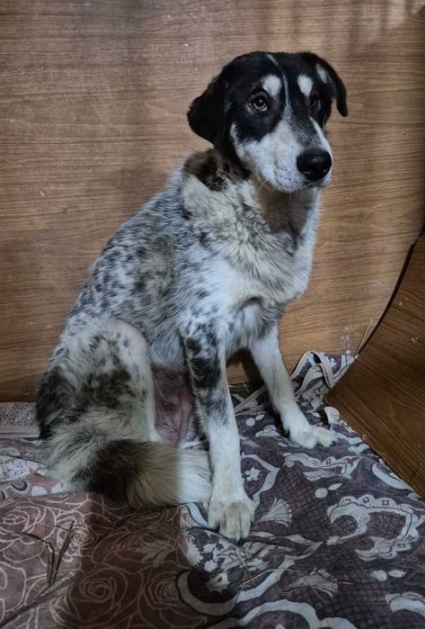 Собака 8мес ищет самых лучших пап/мам