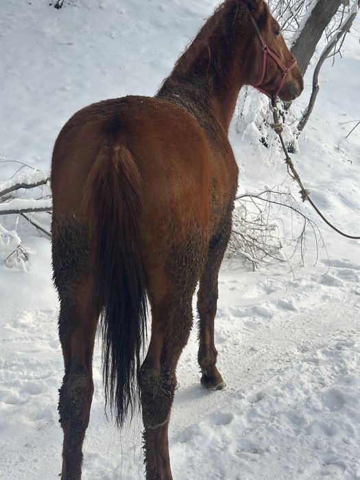Донен сатылад    .