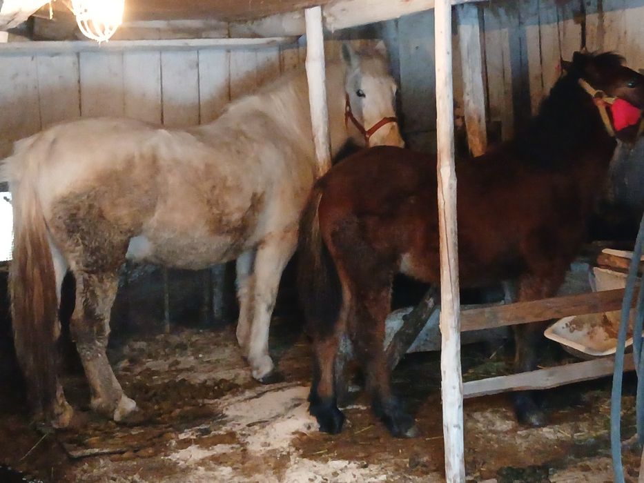 Vând mânză cuminte vârstă șase luni