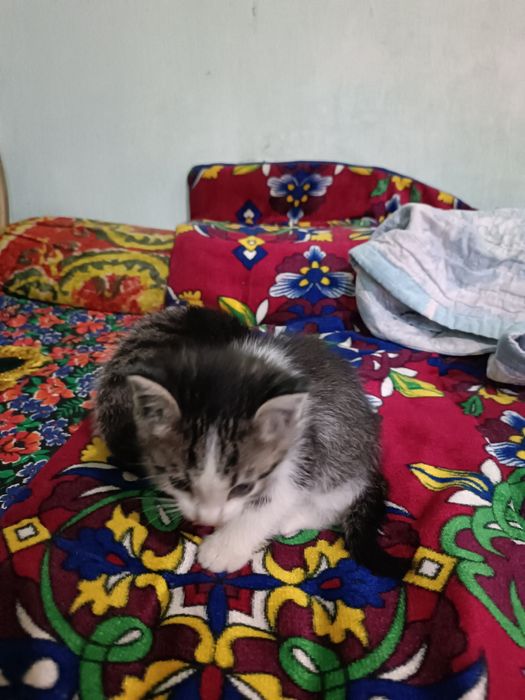 Домашние котенок