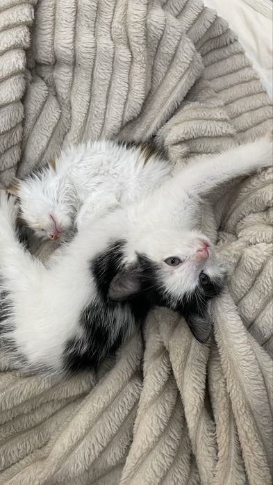 Срочно отдаем котят в добрые, хорошие руки!!