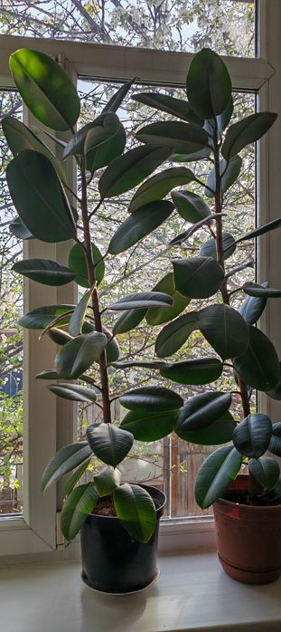 Фикус каучуконосный